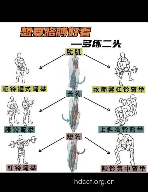 手臂如何增粗 试试这七个暴虐动作