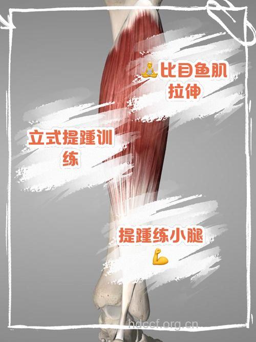 比目鱼肌怎么练 提踵练习效果最好
