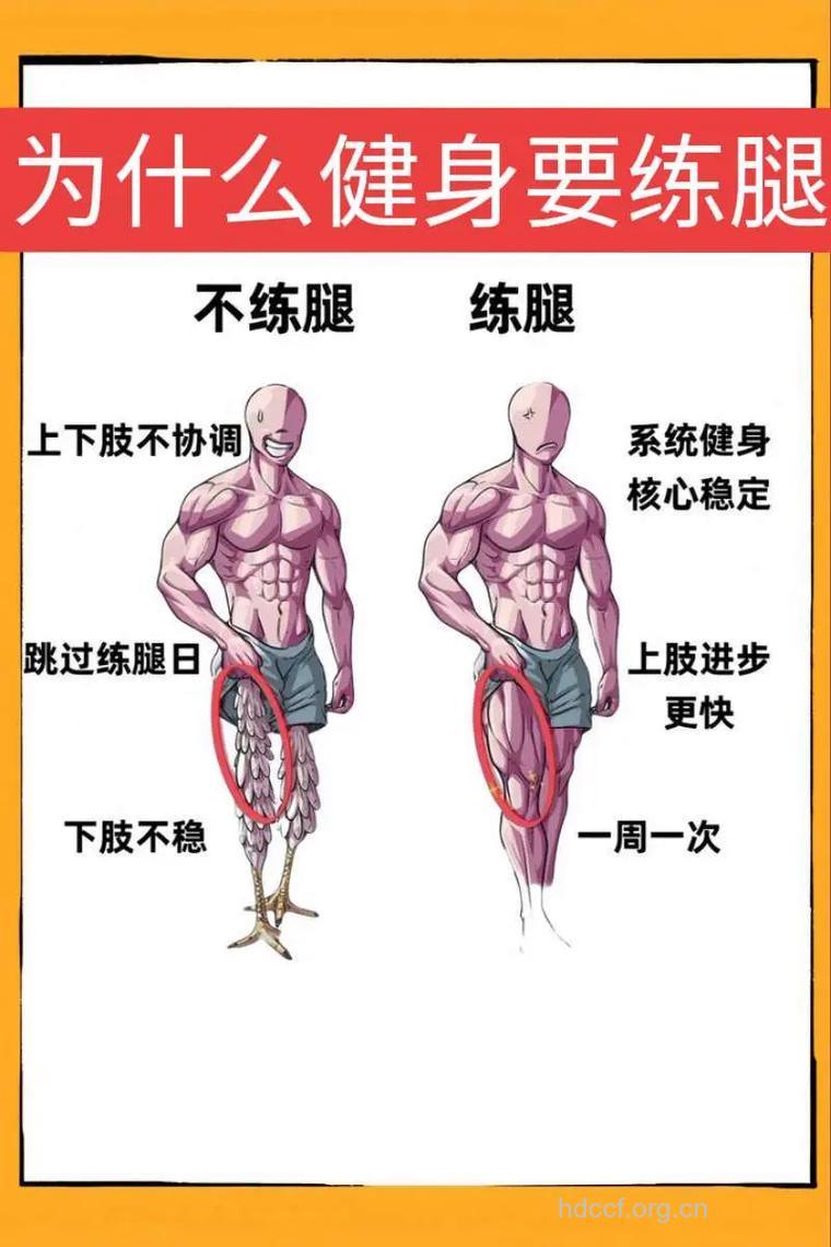 怎样增强腿部大腿肌群肌肉