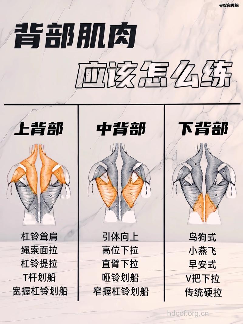 背部肌肉锻炼方法大全 怎么练背肌
