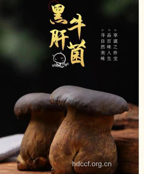 蘑菇护肝效果好