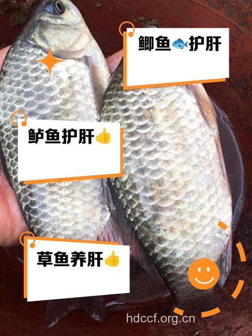 保肝的不同种鱼