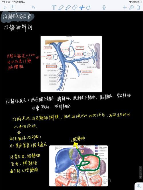 门静脉高压症手术中的注意点