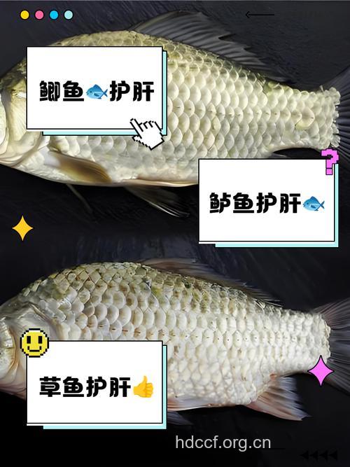 保“肝”护航的鱼