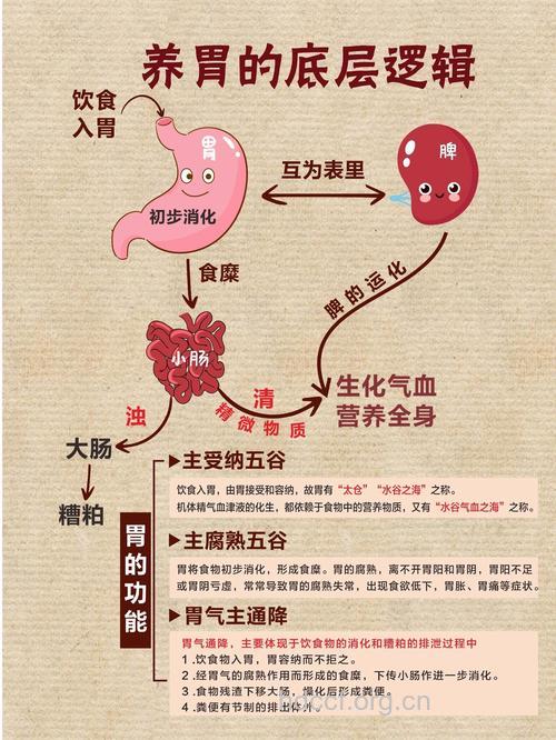 乙肝防治：健脾养胃很关键