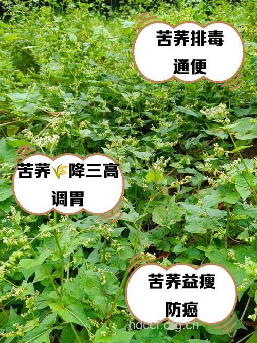 苦荞的神奇抗癌作用