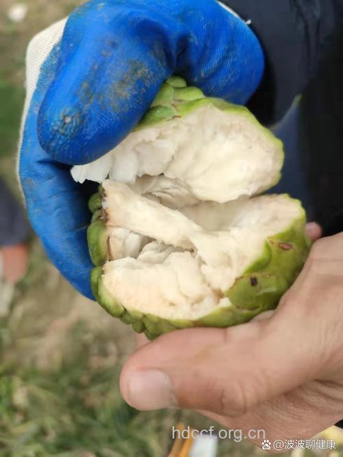 最佳抗癌水果：番荔枝
