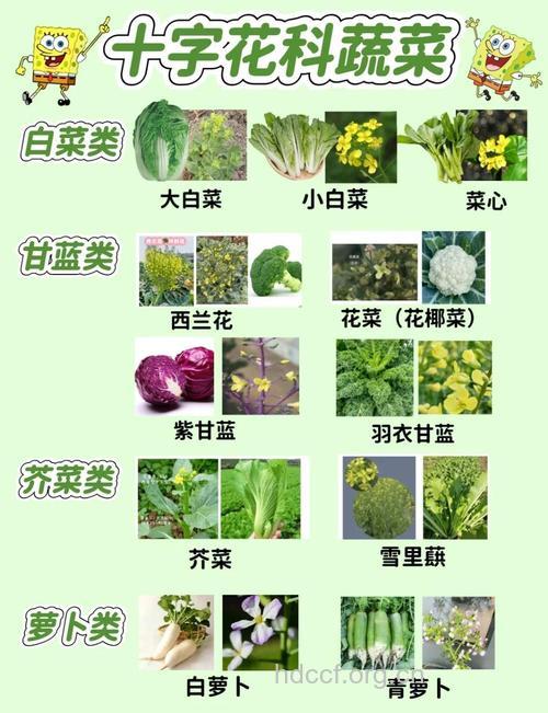 西兰花抗癌新吃法
