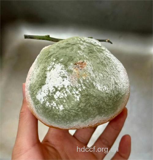 饭后一种水果排出致癌物