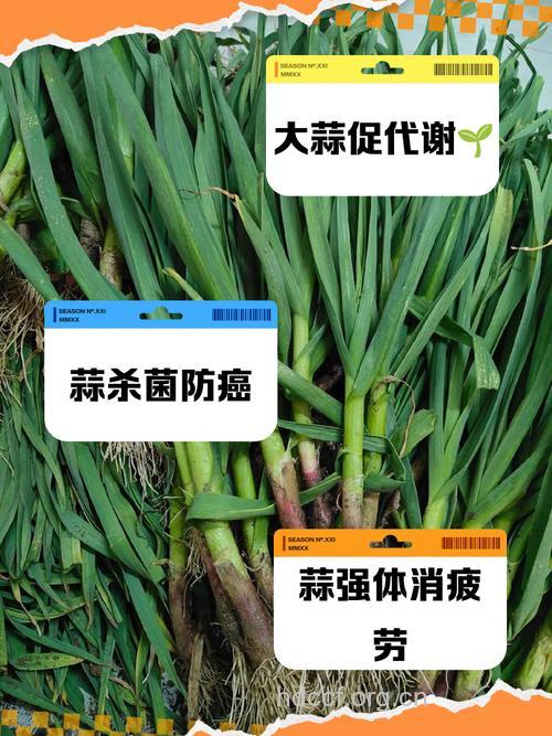 哪种大蒜最能抗癌