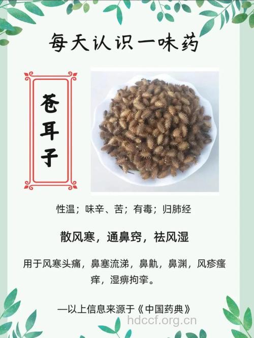 民间偏方 苍耳子治鼻炎