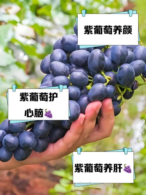 葡萄能防癌抗癌 不同颜色不同功效