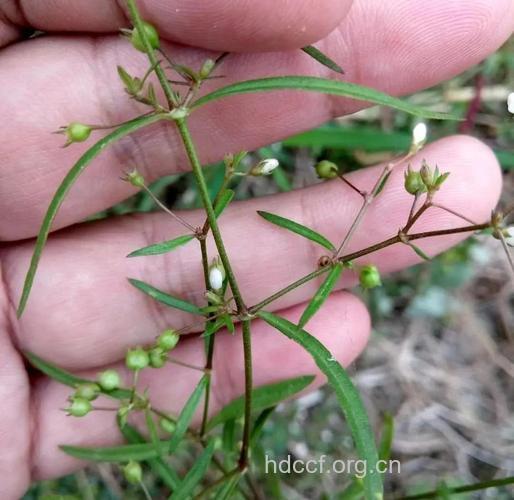 抗癌食谱:糯米皂角刺白花蛇舌草方