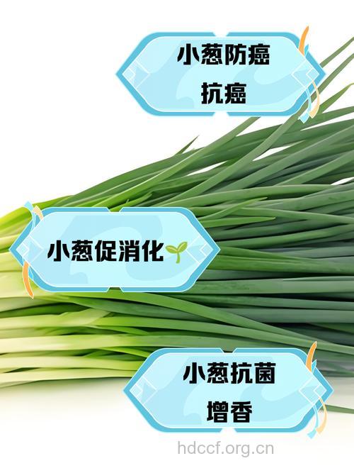 抗癌食物小葱的保健功效