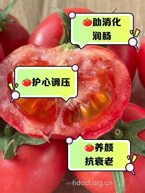 抗癌水果番茄的功效与作用