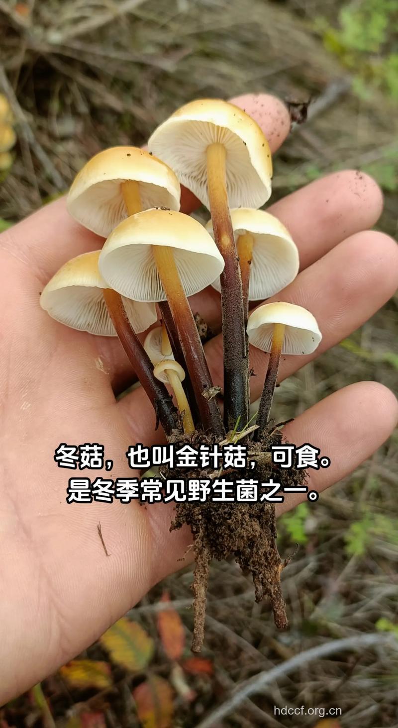 金针菇和日本冬菇可以抗癌