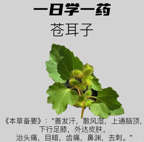 苍耳子副作用大 治疗鼻炎需谨慎