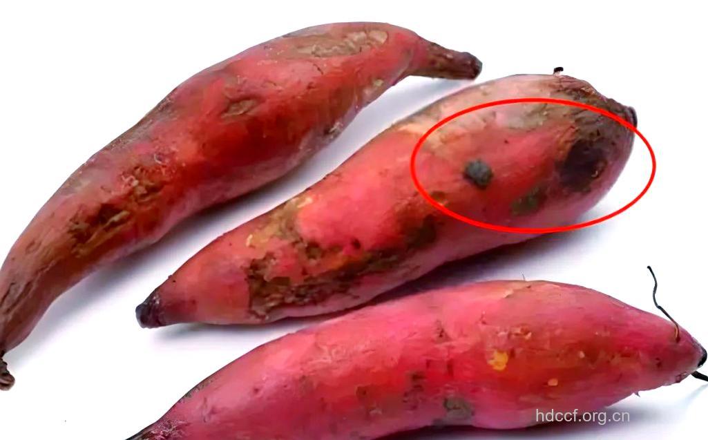 黑斑的红薯是不能食用的