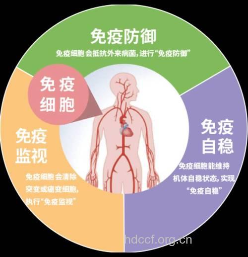 增强体能免疫可以防肿瘤