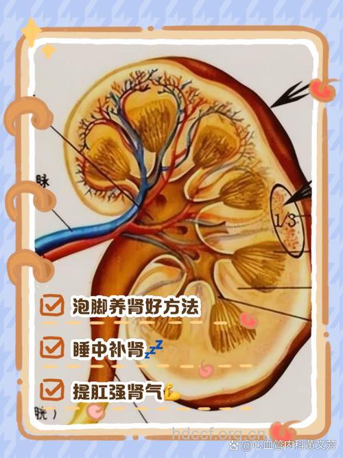 养肾7个小方法 让你肾气十足