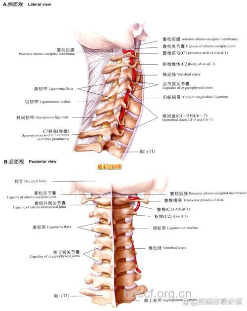 颈部有哪些韧带
