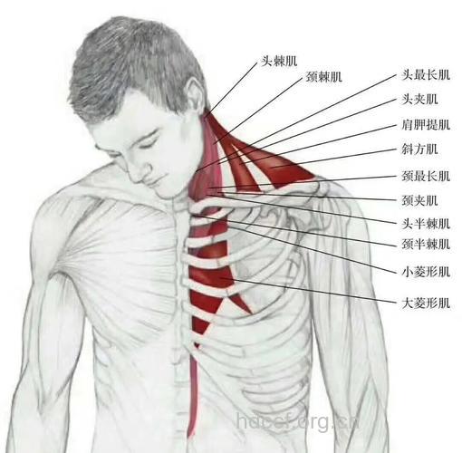 教你了解颈部的肌肉