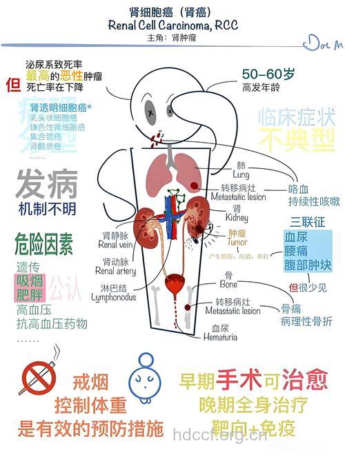 肾癌常见的预防方法是什么