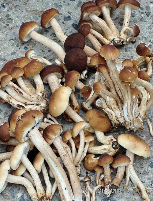 茶树菇抗癌效果好不好呢