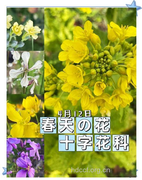 十字花科对白血病的作用