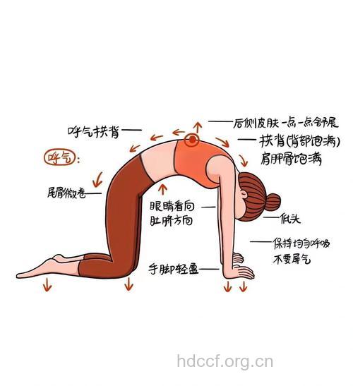 猫式瑜珈 让你解除背部疲劳