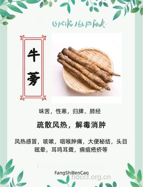 牛蒡子治疗糖尿病肾病机制揭晓