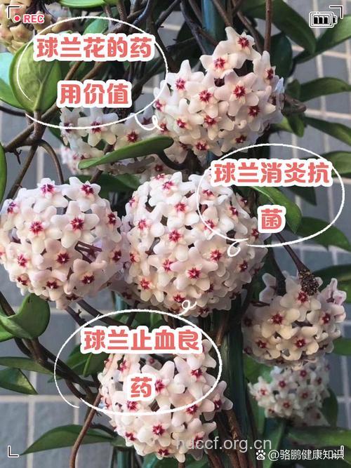 观赏花草来抗癌