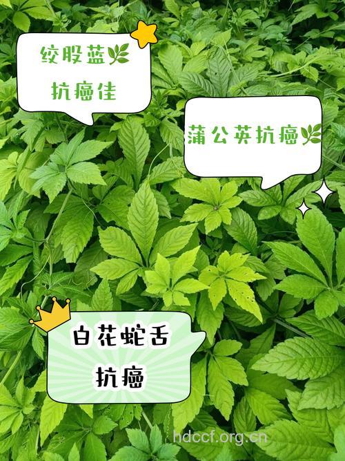 野菜也可以抗癌