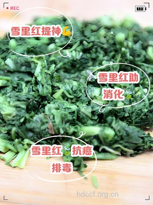 雪里红是抗癌蔬菜吗