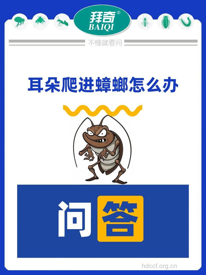 蟑螂爬进女生耳朵 六个方法清除耳朵异物