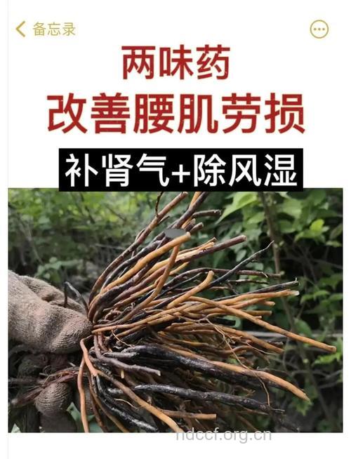 哪些中药可治疗腰肌劳损