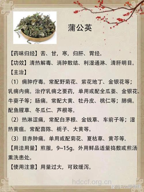 乳腺癌的浦公英食疗