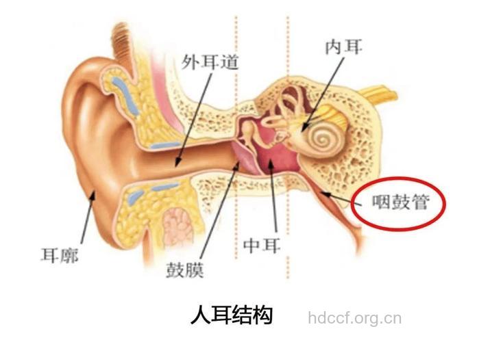 耳朵构造及常见的耳部疾病
