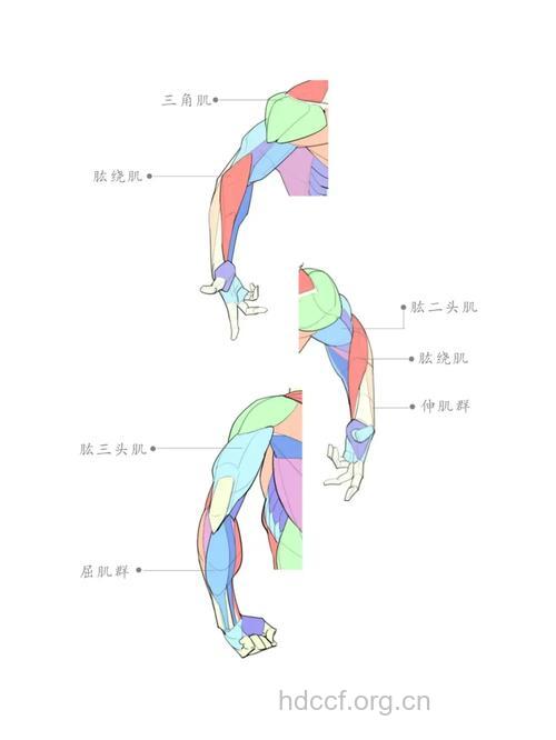 健身教练课程之臂部肌肉群第一节