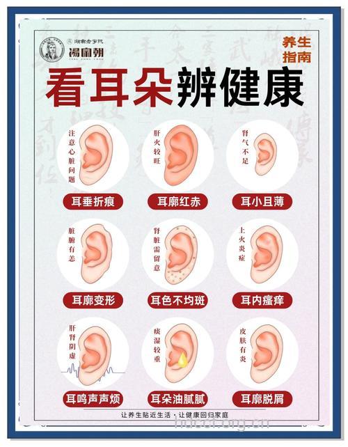 看耳朵颜色、形态知身体健康