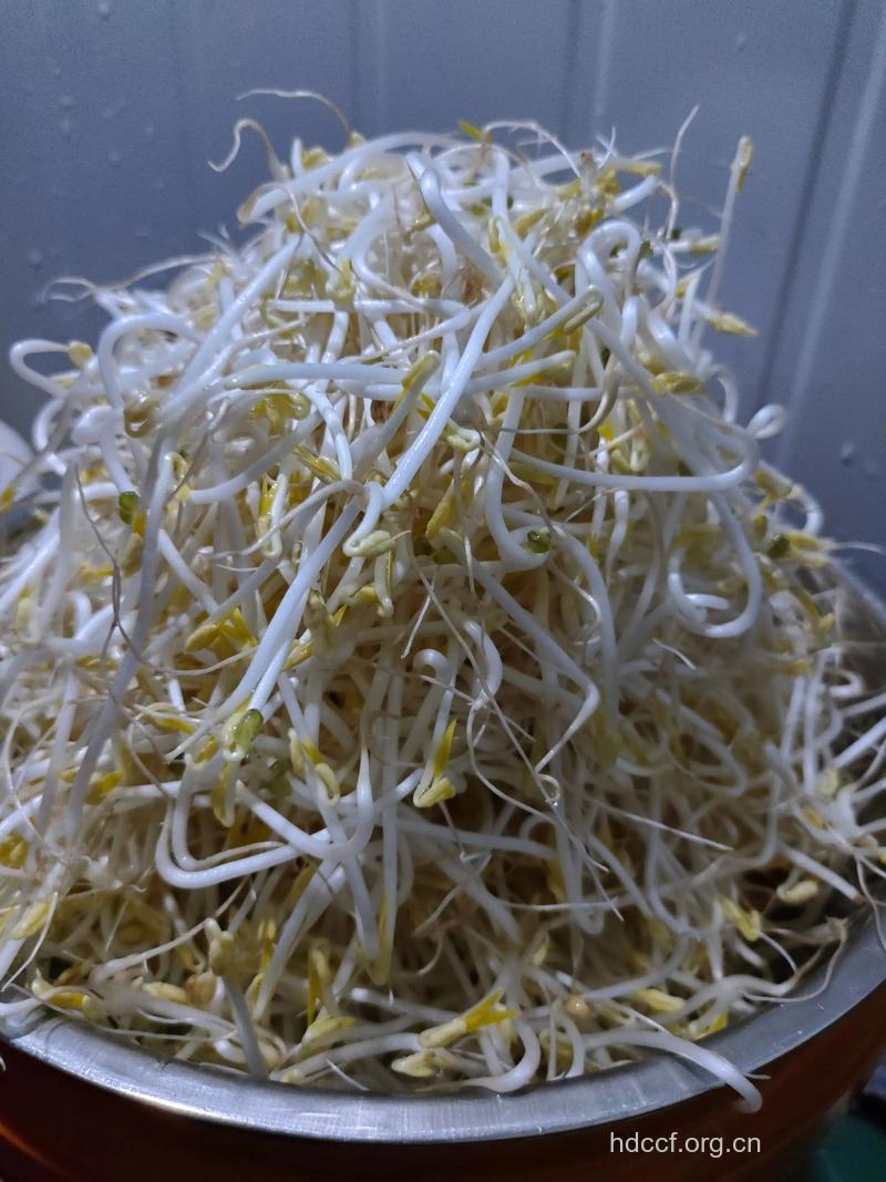 豆芽菜能防癌吗