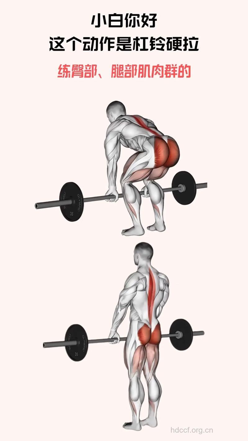 杠铃屈膝硬拉怎么做 杠铃屈膝硬拉练哪里
