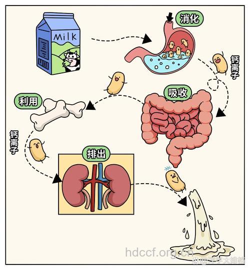 骨质疏松与盐有什么关系