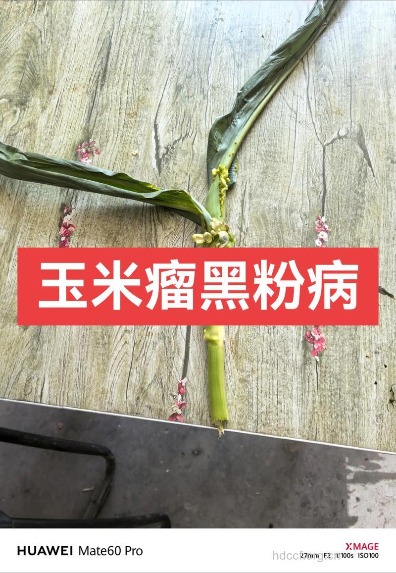 玉米可控制肿瘤生长