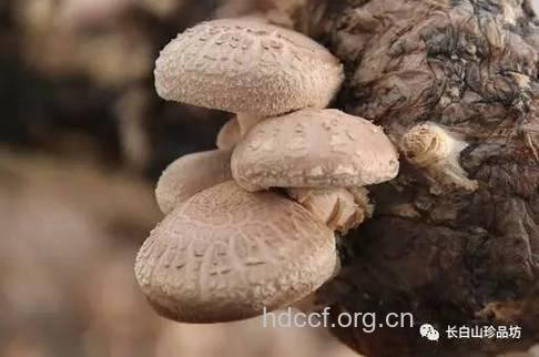 香菇为“抗癌新兵”