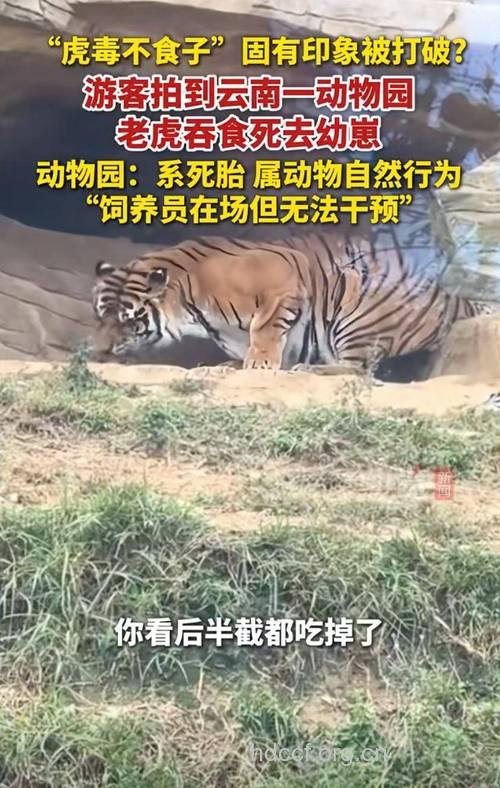 “虎食”易导致大肠癌的发生？