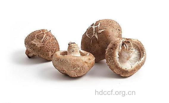 香菇——“抗癌新兵”