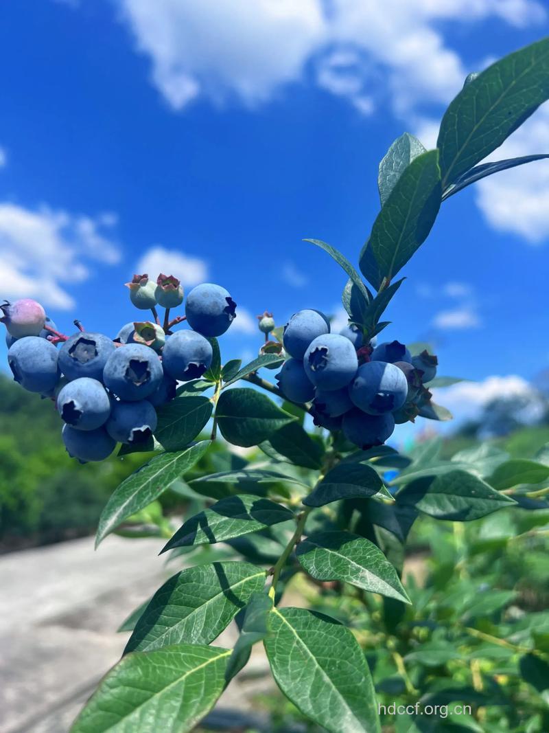 深红、紫和蓝色蔬菜瓜果,才是防癌卫士