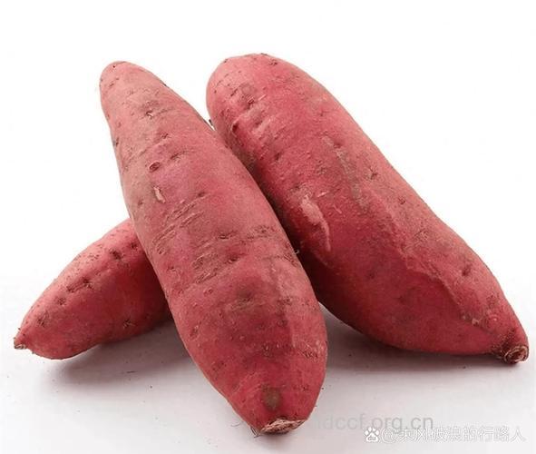 抗癌食物中甘薯名列榜首
