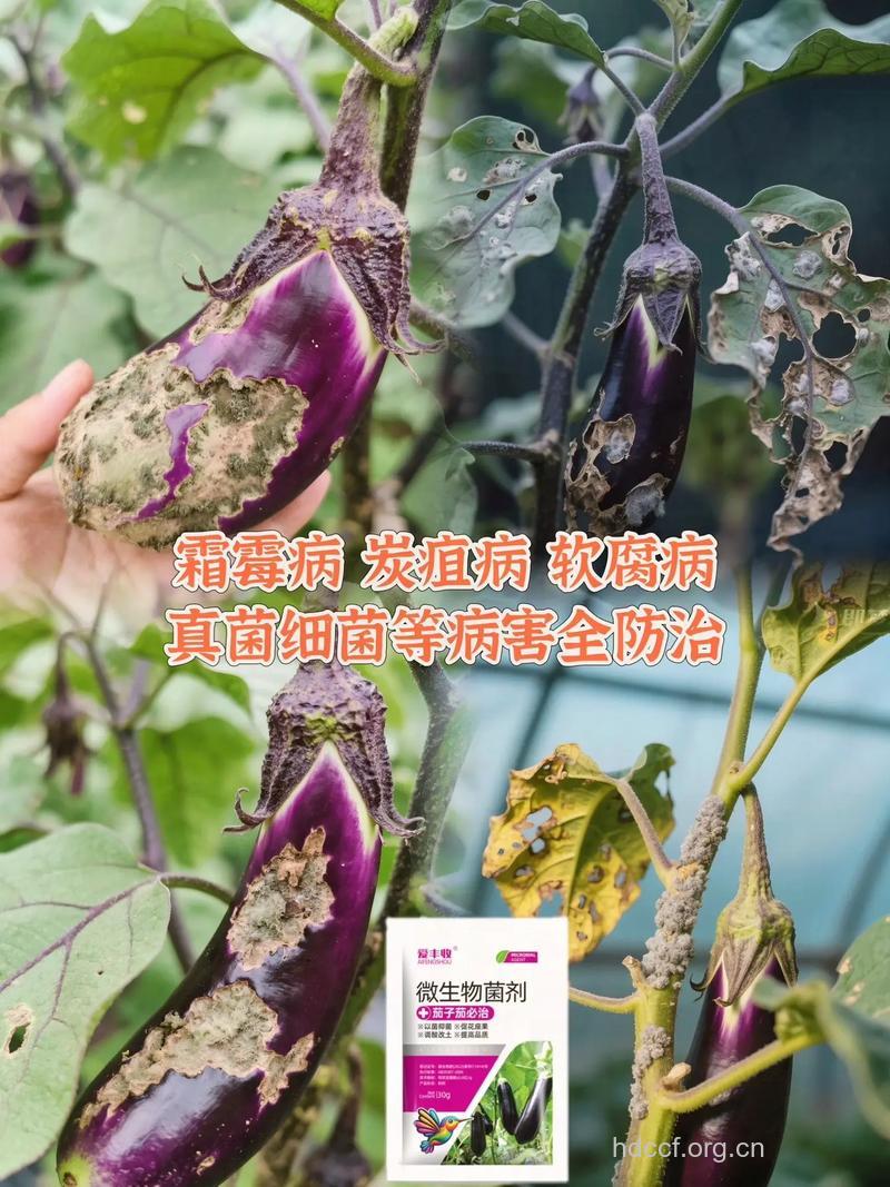 茄子——癌症的“克星”